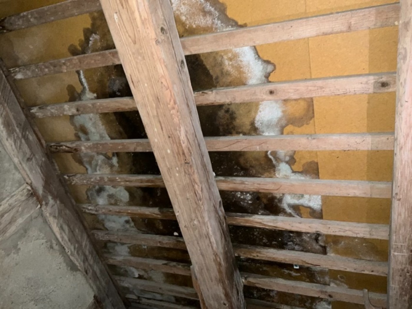 20250408 03 Pavatex.jpg